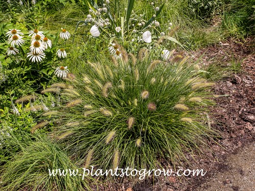 Piglet Pennisetum (Pennisetum alopecuroides)